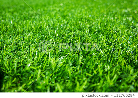 Green grass. background texture. fresh spring green grass. 131766294