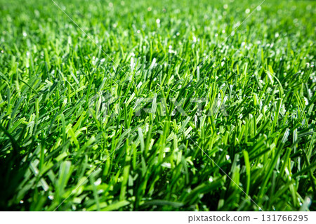 Green grass. background texture. fresh spring green grass. Green grass. background texture. fresh spring green grass. 131766295