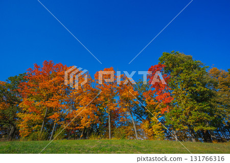 A Stunning Autumn Landscape Featuring Vibrant Trees, Bright Colors, and a Clear Blue Sky 131766316