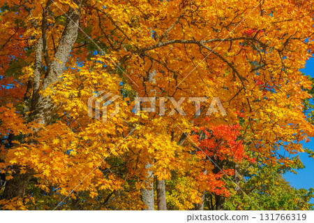 A Stunning Autumn Landscape Featuring Vibrant Trees, Bright Colors, and a Clear Blue Sky 131766319