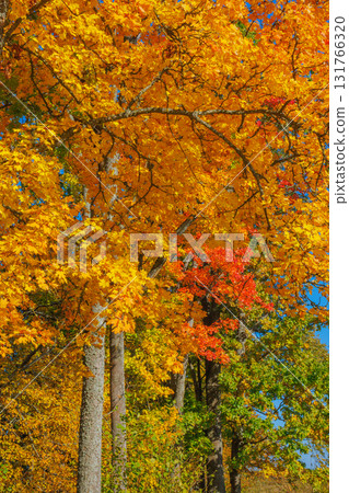 A Stunning Autumn Landscape Featuring Vibrant Trees, Bright Colors, and a Clear Blue Sky 131766320
