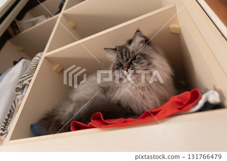 Cat relaxing in wardrobe cubby among clothes Cat relaxing in wardrobe cubby among clothes 131766479