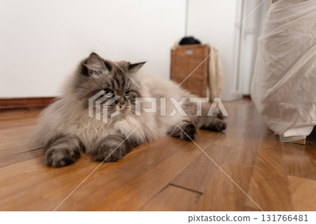 Fluffy domestic cat resting indoors on wooden floor Fluffy domestic cat resting indoors on wooden floor 131766481