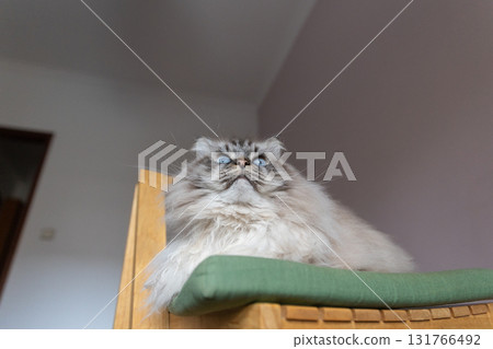 Fluffy cat with intense blue eyes looking up Fluffy cat with intense blue eyes looking up 131766492