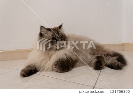 Fluffy domestic cat lying on tiled floor Fluffy domestic cat lying on tiled floor 131766500