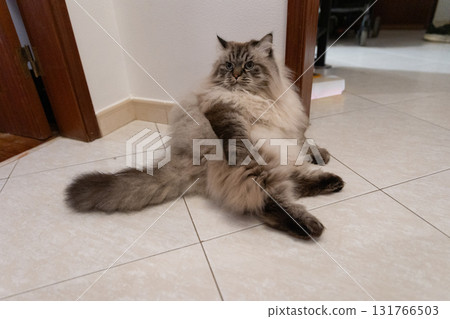 Domestic cat sitting on floor having a rest Domestic cat sitting on floor having a rest 131766503