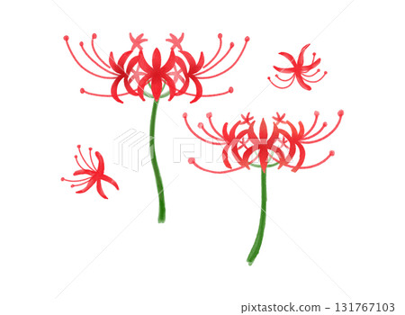 紅花紫羅蘭水彩畫 | 優雅精緻的秋季花卉素材，可用於背景和季節設計 131767103