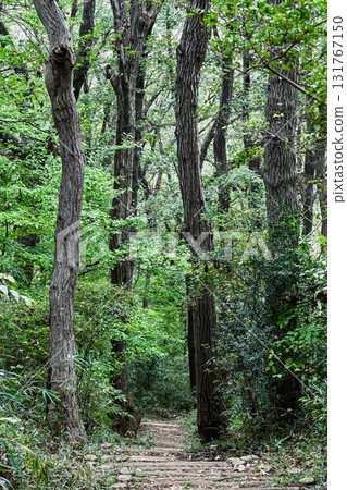 A promenade covered in fresh greenery 131767150