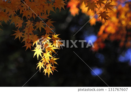 鮮豔的黃色楓葉[黑色背景] 131767607