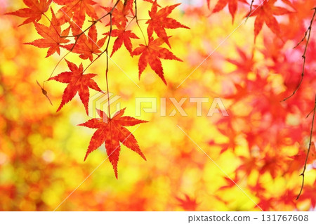 鮮紅的楓葉 131767608