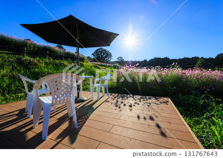 Autumn in Ueba Plateau: Cosmos fields and parasol tables Autumn in Ueba Plateau: Cosmos fields and parasol tables 131767643