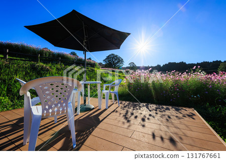 Autumn in Ueba Plateau: Cosmos fields and parasol tables 131767661