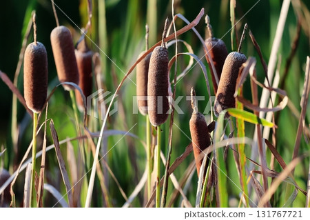 Ear of the Gama 131767721