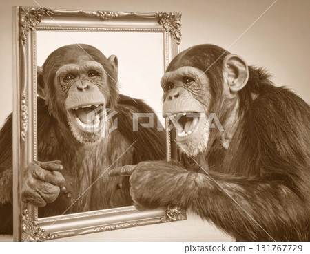 Chimpanzee smiling in the mirror Chimpanzee smiling in the mirror 131767729