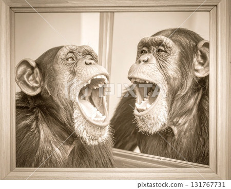 Chimpanzee smiling in the mirror Chimpanzee smiling in the mirror 131767731