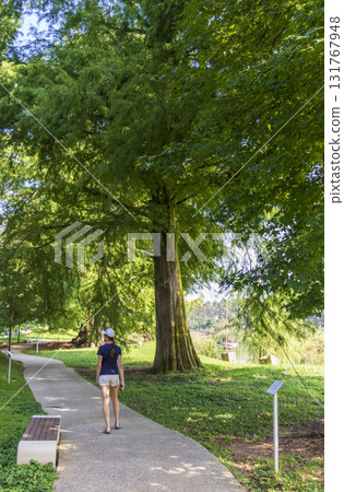 Shot of the different types of trees in the arboretum Shot of the different types of trees in the arboretum 131767948