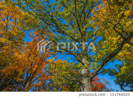 A Stunning Autumn Landscape Featuring Vibrant Trees, Bright Colors, and a Clear Blue Sky 131768020