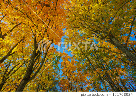 A Stunning Autumn Landscape Featuring Vibrant Trees, Bright Colors, and a Clear Blue Sky 131768024