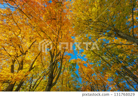 A Stunning Autumn Landscape Featuring Vibrant Trees, Bright Colors, and a Clear Blue Sky A Stunning Autumn Landscape Featuring Vibrant Trees, Bright Colors, and a Clear Blue Sky 131768029
