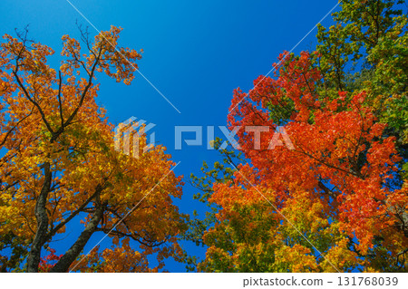 A Stunning Autumn Landscape Featuring Vibrant Trees, Bright Colors, and a Clear Blue Sky A Stunning Autumn Landscape Featuring Vibrant Trees, Bright Colors, and a Clear Blue Sky 131768039