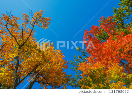A Stunning Autumn Landscape Featuring Vibrant Trees, Bright Colors, and a Clear Blue Sky A Stunning Autumn Landscape Featuring Vibrant Trees, Bright Colors, and a Clear Blue Sky 131768052