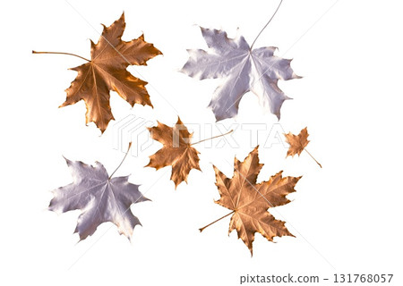 Set of dry autumn maple leaves isolated on white, great for seasonal decorations, cards and eco-themed designs Set of dry autumn maple leaves isolated on white, great for seasonal decorations, cards and eco-themed designs 131768057