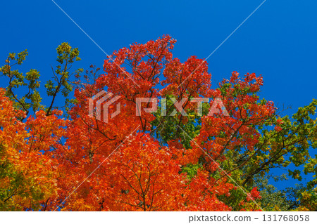 A Stunning Autumn Landscape Featuring Vibrant Trees, Bright Colors, and a Clear Blue Sky 131768058