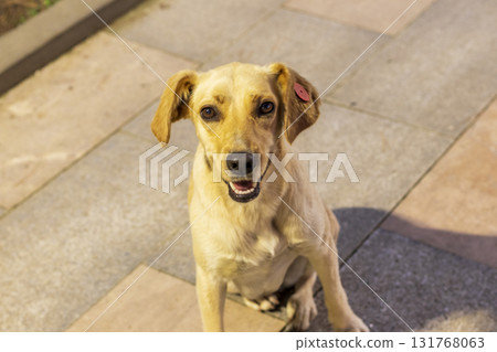 Shot of the stray dog with vaccinated and neutered tag 131768063