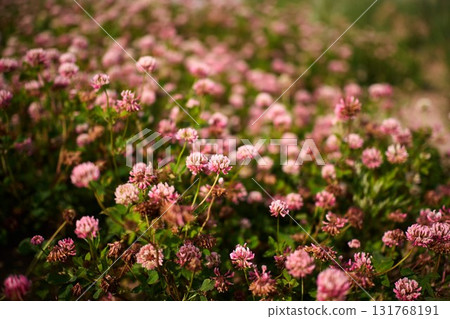 A garden filled with clover flowers showcases a display of delicate pink blooms amidst rich green leaves A garden filled with clover flowers showcases a display of delicate pink blooms amidst rich green leaves 131768191