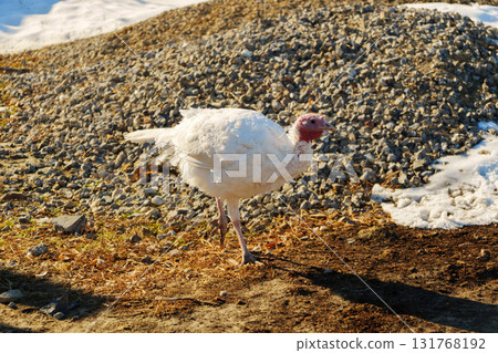 White turkeys wandering in a rural farmyard during midday, surrounded by straw and wooden structures White turkeys wandering in a rural farmyard during midday, surrounded by straw and wooden structures 131768192