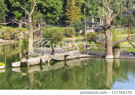 Shot of the flamingos in the aviary 131768370