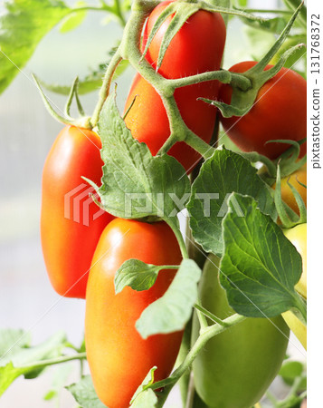 tomato, fruit, vegetable 131768372