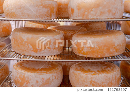 Cheese wheels made from cows milk aging on wooden shelves inside a cheese factory. Cheese wheels made from cows milk aging on wooden shelves inside a cheese factory. 131768397