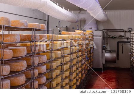 Cheese wheels made from cows milk aging on wooden shelves inside a cheese factory. Cheese wheels made from cows milk aging on wooden shelves inside a cheese factory. 131768399