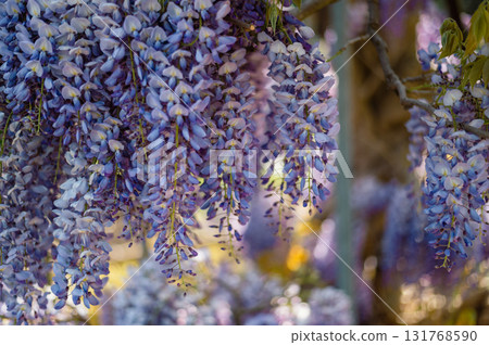 Fragrant purple flowers in full bloom, cascading in elegant hanging racemes closeup. Fragrant purple flowers in full bloom, cascading in elegant hanging racemes closeup. 131768590