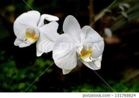 Close-up of pink and yellow Phalaenopsis orchid blossom, one of the most popular and commonly grown houseplants. 131768624