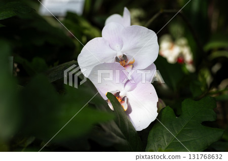 Close-up of pink and yellow Phalaenopsis orchid blossom, one of the most popular and commonly grown houseplants. 131768632