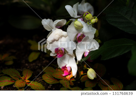 Close-up of pink and yellow Phalaenopsis orchid blossom, one of the most popular and commonly grown houseplants. Close-up of pink and yellow Phalaenopsis orchid blossom, one of the most popular and commonly grown houseplants. 131768639