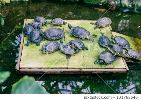 Peaceful pond with turtles basking and swimming, surrounded by lush greenery in a serene botanical garden. Peaceful pond with turtles basking and swimming, surrounded by lush greenery in a serene botanical garden. 131768640