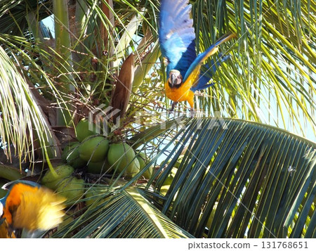 A colorful parrot captured taking flight 131768651