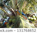 鸚鵡在椰子樹上休息 131768652