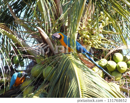 Parrot resting on a coconut tree 131768652