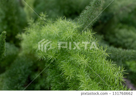 Asparagus racemosus Willd, also known as Shatavari, Fennel, or Dill, is a plant that belongs to the Asparagaceae family. High quality photo Asparagus racemosus Willd, also known as Shatavari, Fennel, or Dill, is a plant that belongs to the Asparagaceae family. High quality photo 131768662