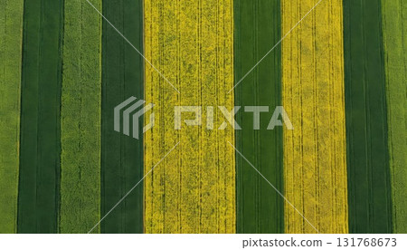 Aerial View of Vibrant Agricultural Fields with Alternating Colors. 131768673