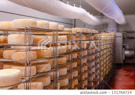 Cheese wheels made from cows milk aging on wooden shelves inside a cheese factory. 131768724