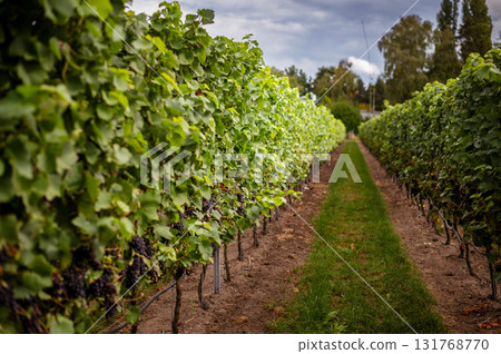 Ripe grapes hanging on vines in a vineyard, ready for autumn harvest. 131768770