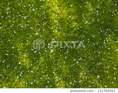 White flower petals on lush green grass in serene garden White flower petals on lush green grass in serene garden 131768981