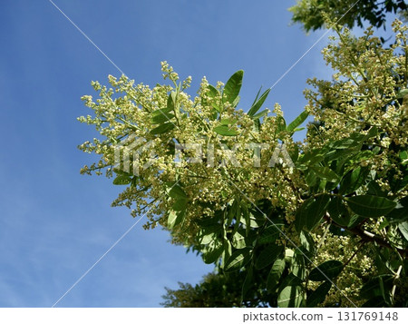 Brazilian Pepper Tree Flowers Brazilian Pepper Tree Flowers 131769148