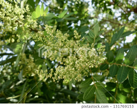 巴西胡椒樹花 巴西胡椒樹花 131769153