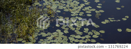 Banner green lily pads floating on dark water near grassy wetland edge, natural outdoor scene Banner green lily pads floating on dark water near grassy wetland edge, natural outdoor scene 131769224